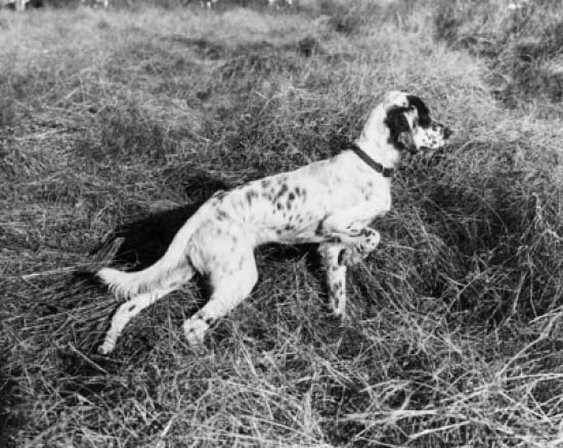 High angle view of an English Setter walking in grass Canvas Art - (18 x 24)