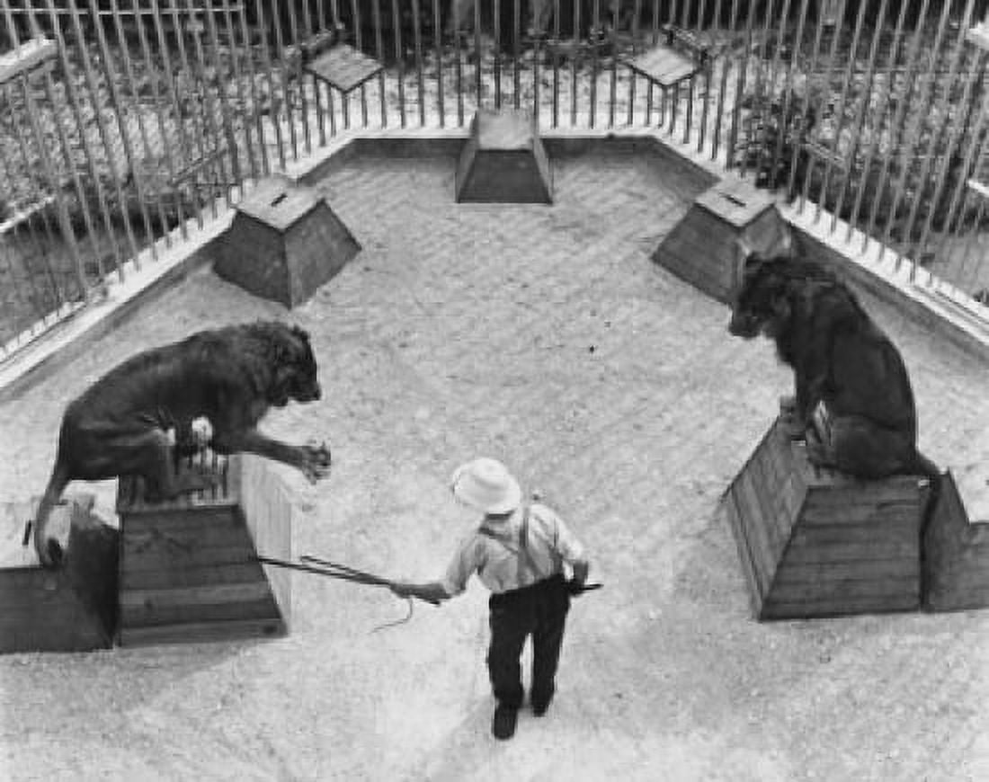 High angle view of an animal trainer with two lions performing in a circus Canvas Art - (18 x 24)