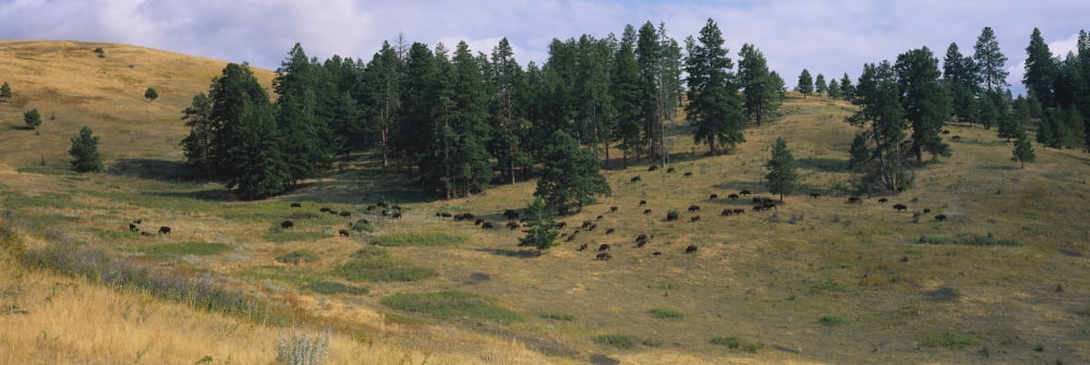 High angle view of bisons grazing National Bison Range Moiese Montana USA Canvas Art - Panoramic Images (36 x 12)