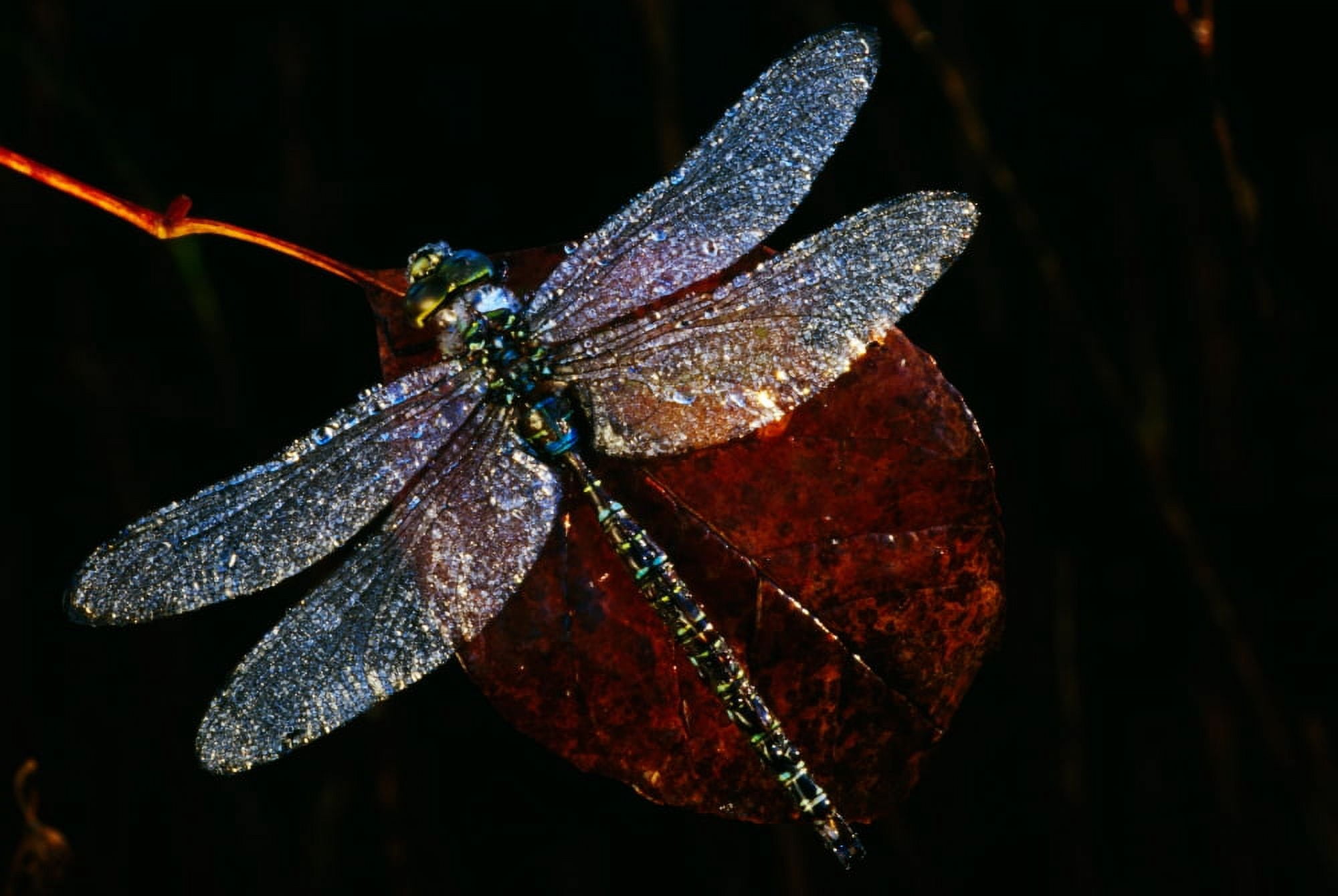High angle view of blue darner dragonfly on leaf close up Canada Canvas Art - Panoramic Images (27 x 9)