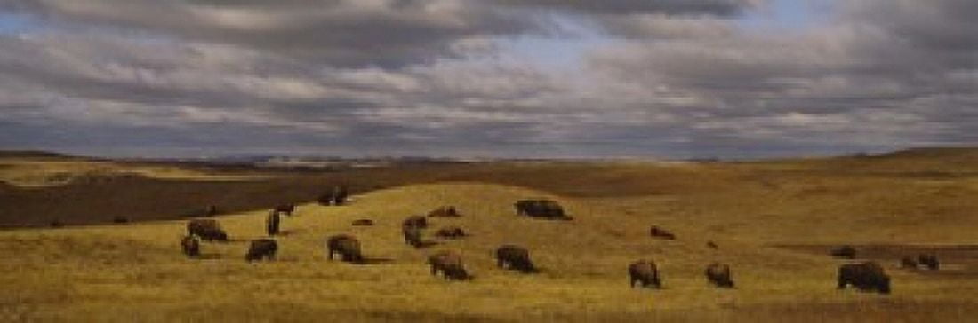 High angle view of buffaloes grazing on a landscape North Dakota USA Canvas Art - Panoramic Images (36 x 12)