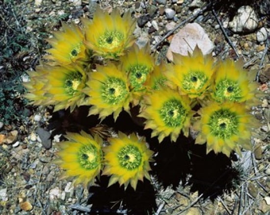 High angle view of cactus flowers Big Bend National Park Texas USA Canvas Art - Panoramic Images (28 x 22)