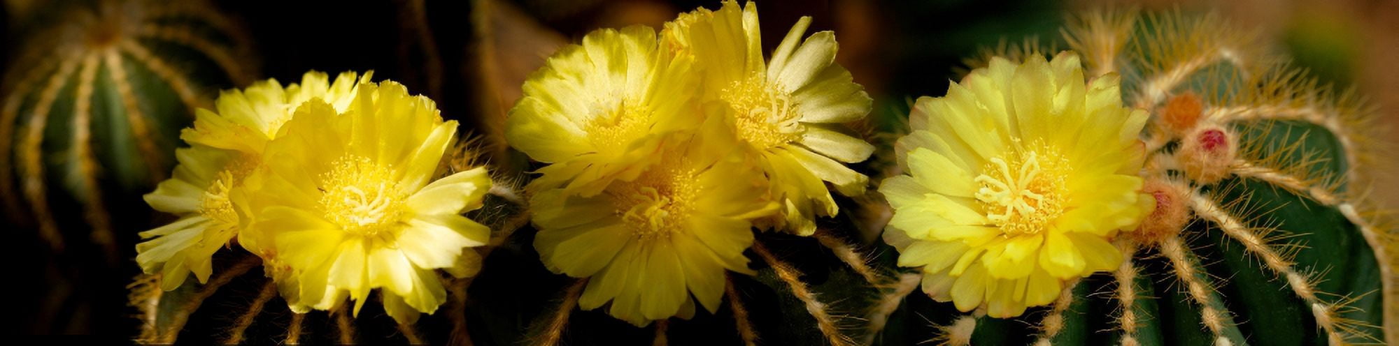 High angle view of cactus flowers Canvas Art - Panoramic Images (27 x 9)