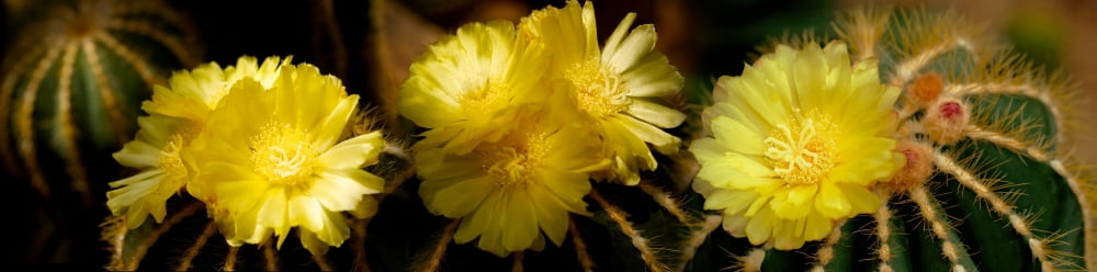 High angle view of cactus flowers Canvas Art - Panoramic Images (36 x 12)