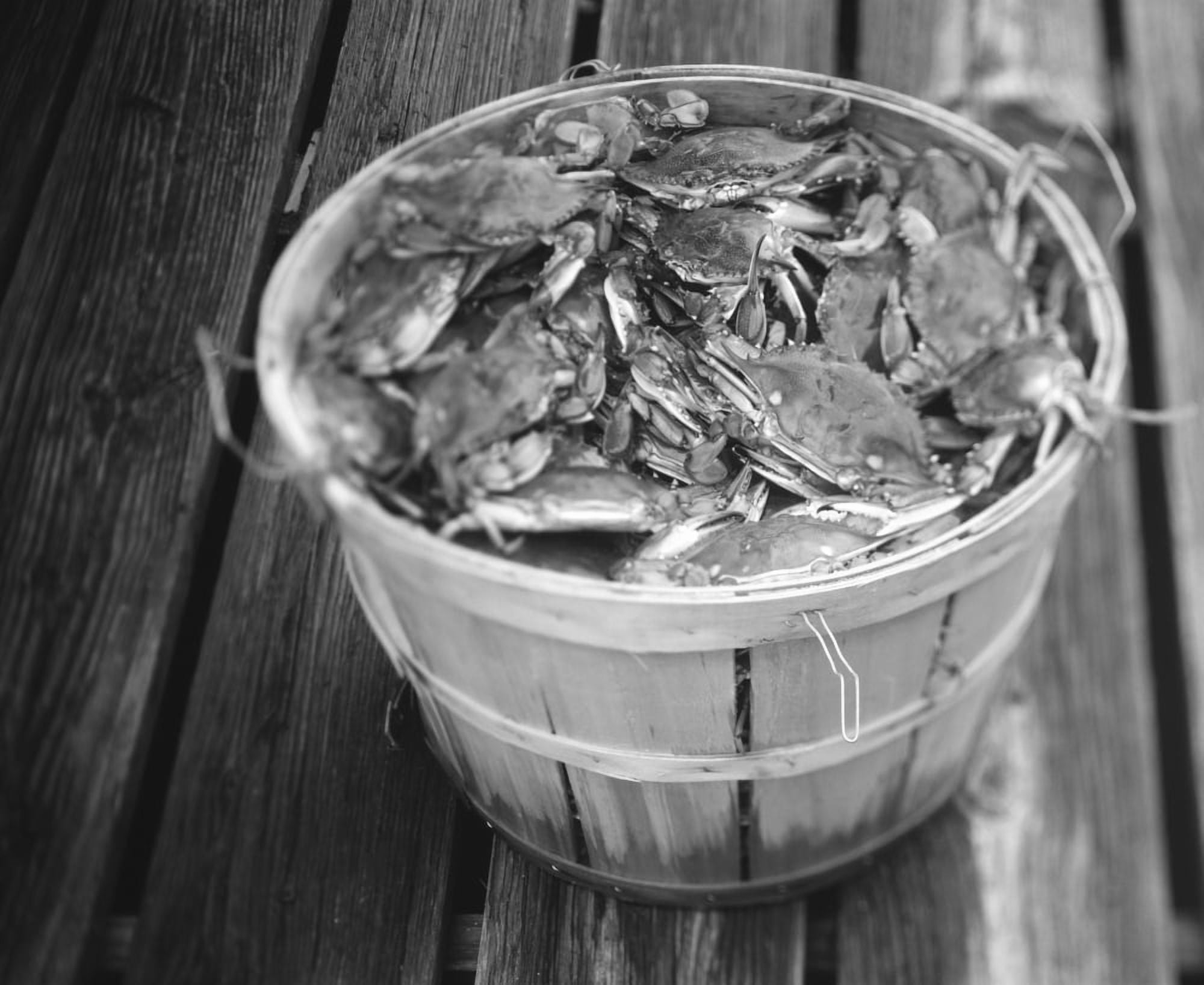 High angle view of crabs in a basket Maryland USA Canvas Art - Panoramic Images (36 x 12)