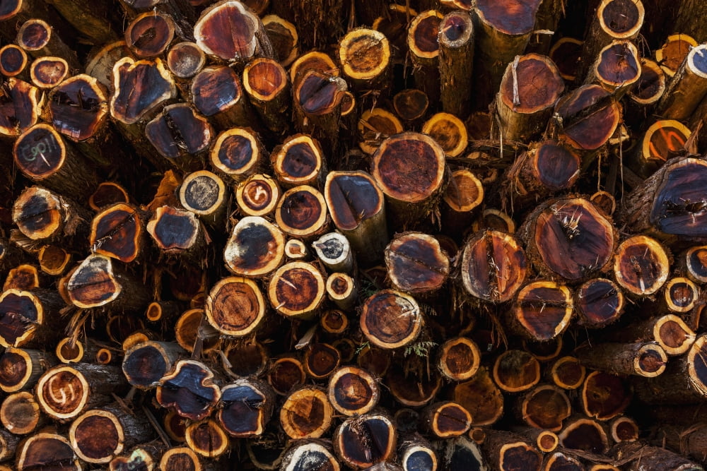 High angle view of cut tree trunks in a dense forest Canvas Art - Mike Raabe Design Pics (19 x 12)