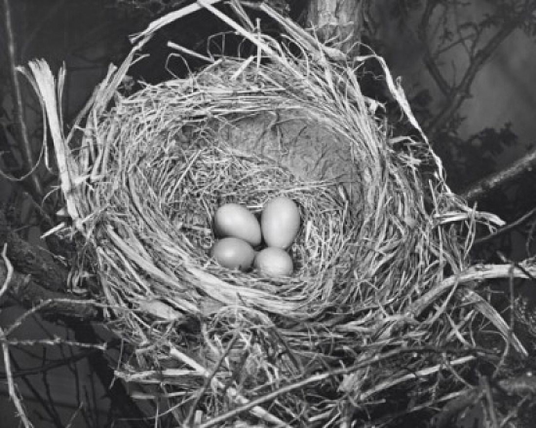 High angle view of four robins eggs in a nest Canvas Art - (18 x 24)