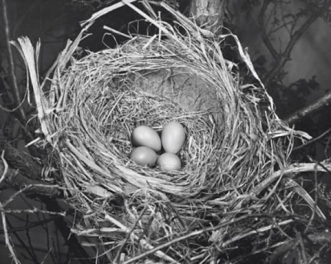 High angle view of four robins eggs in a nest Canvas Art - (24 x 36)