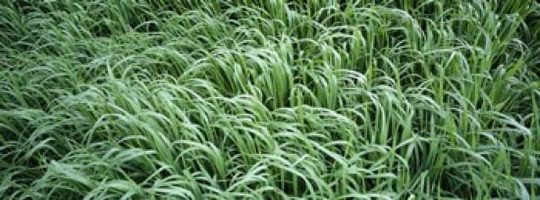 High angle view of grass Montana USA Canvas Art - Panoramic Images (18 x 7)