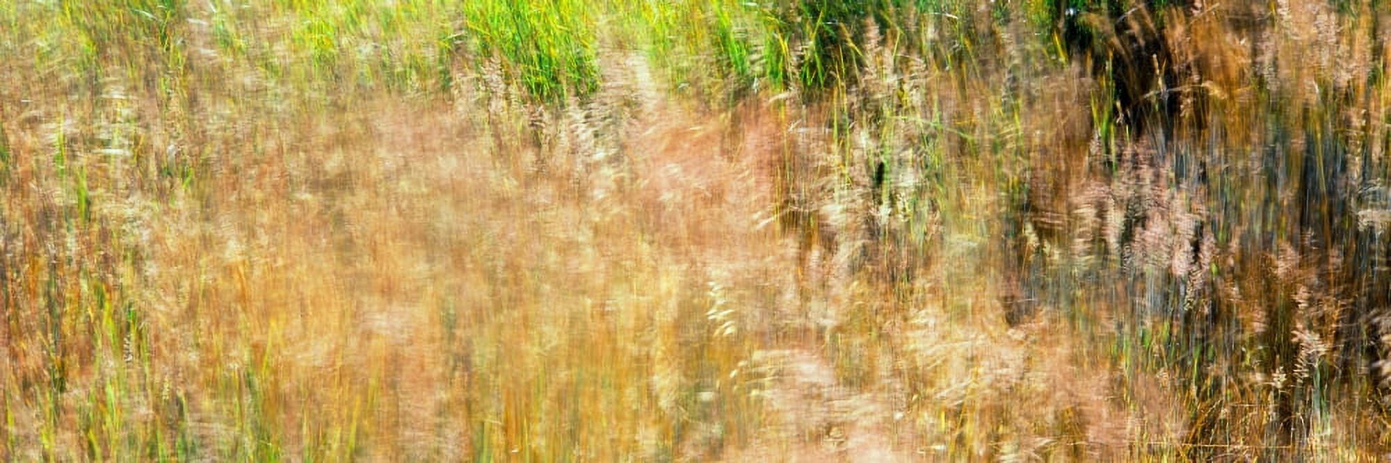 High angle view of grass in field Quail Hollow Ranch County Park Felton Santa Cruz County California USA Canvas Art - Panoramic Images (27 x 9)
