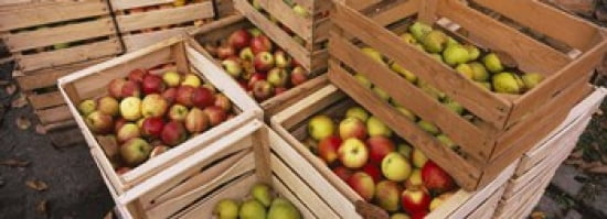 High angle view of harvested apples in wooden crates Weinsberg Baden-Wurttemberg Germany Canvas Art - Panoramic Images (36 x 13)