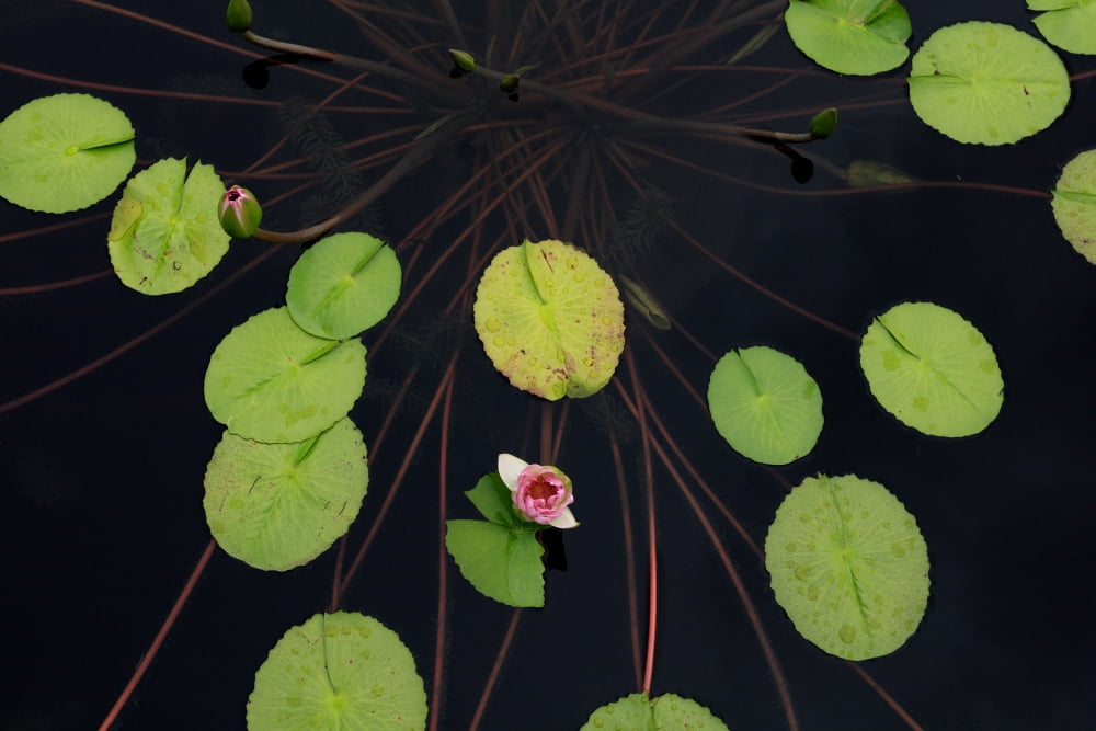 High angle view of lily pads in pond Atlanta Botanical Garden Atlanta Fulton County Georgia USA Canvas Art - Panoramic Images (18 x 24)