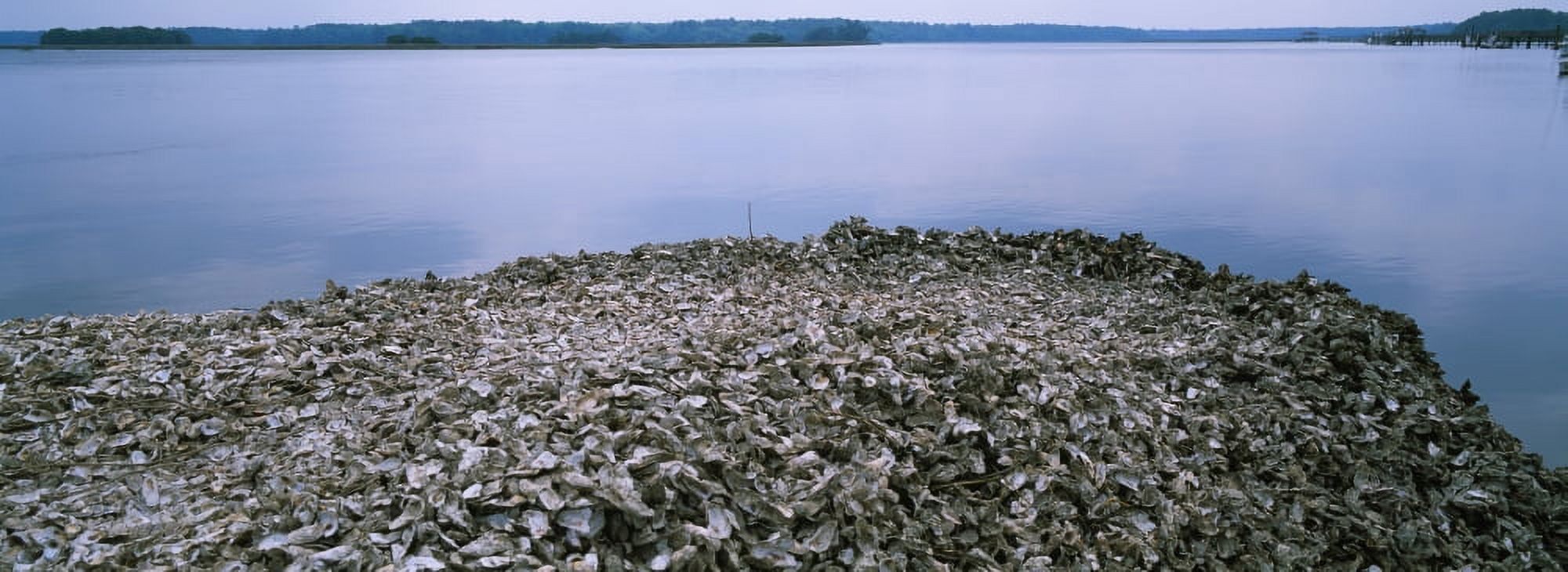 High angle view of oyster shells at the seaside Bluffton South Carolina USA Canvas Art - Panoramic Images (27 x 9)