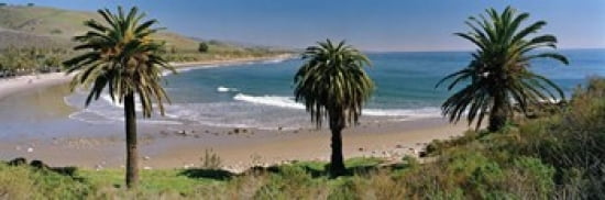 High angle view of palm trees on the beach Refugio State Beach Santa Barbara California USA Canvas Art - Panoramic Images (36 x 12)