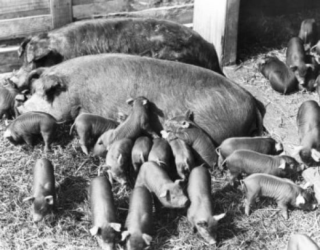 High angle view of pigs and piglets Canvas Art - (24 x 36)