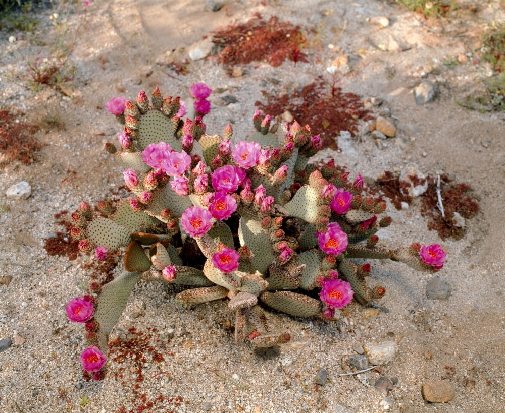 High angle view of pink Beavertail cactus Canvas Art - Panoramic Images (36 x 12)