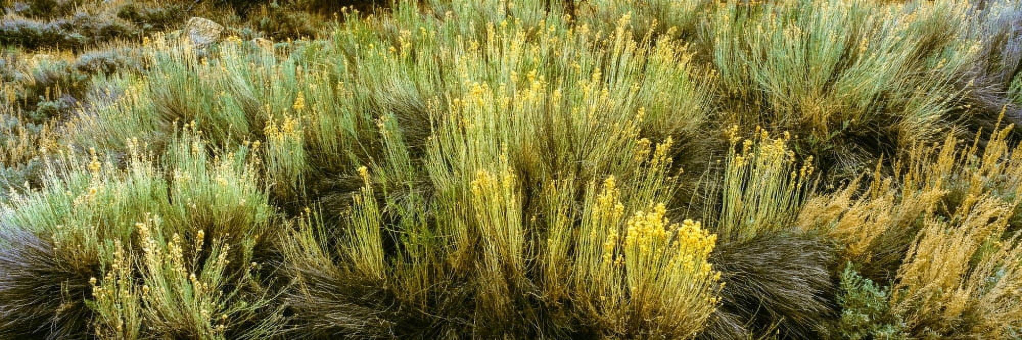 High angle view of sagebrush in field Chuchupate Campground Los Padres National Forest California USA Canvas Art - Panoramic Images (27 x 9)