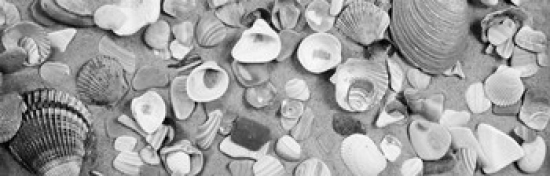 High angle view of seashells Canvas Art - Panoramic Images (36 x 12)