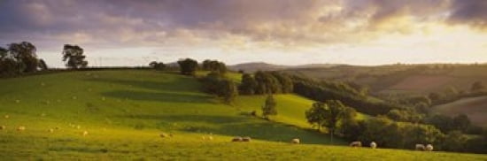 High angle view of sheep grazing in a field Bickleigh Mid Devon Devon England Canvas Art - Panoramic Images (36 x 12)