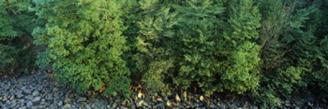 High angle view of trees High Force River Tees County Durham England Canvas Art - Panoramic Images (18 x 6)