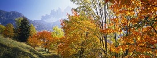 High angle view of trees in a forest Geisler mountain group Dolomites Italy Canvas Art - Panoramic Images (36 x 13)