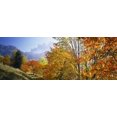 thumbnail image 1 of High angle view of trees in a forest, Geisler mountain group, Dolomites, Italy Poster Print (18 x 7), 1 of 1