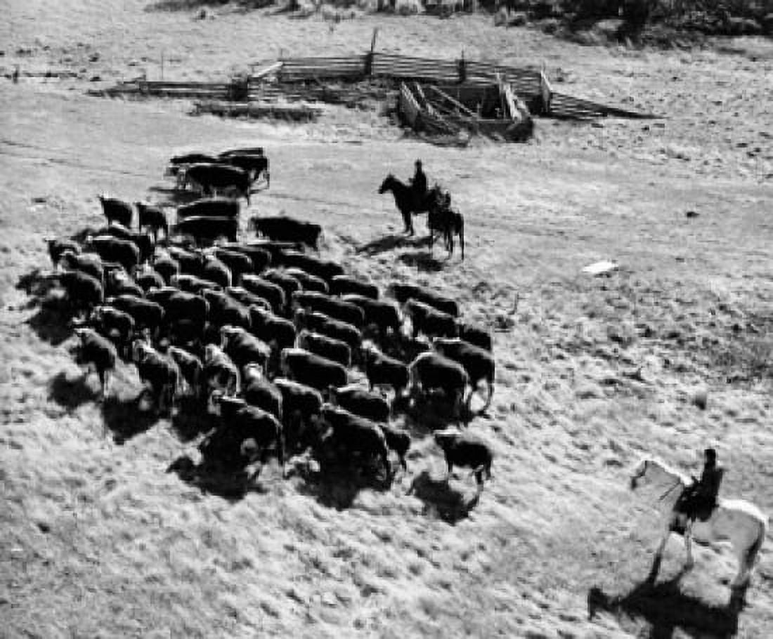 High angle view of two people herding in a field Canvas Art - (24 x 36)