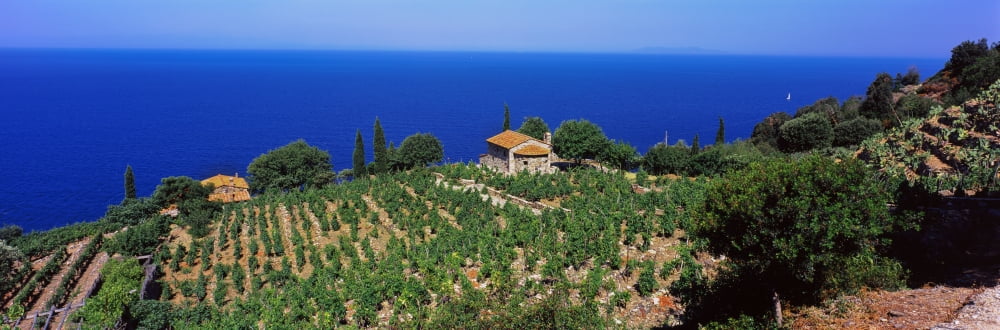 High angle view of vineyard Chiessi La Guardia Island of Elba Tuscany Italy Canvas Art - Panoramic Images (27 x 9)