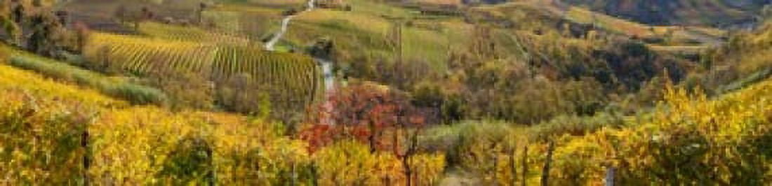 High angle view of vineyards Alba Langhe Cuneo Province Piedmont Italy Canvas Art - Panoramic Images (20 x 5)