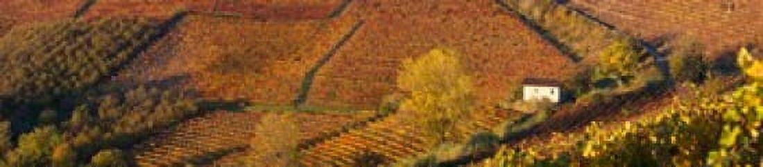 High angle view of vineyards Alba Langhe Cuneo Province Piedmont Italy Canvas Art - Panoramic Images (44 x 10)