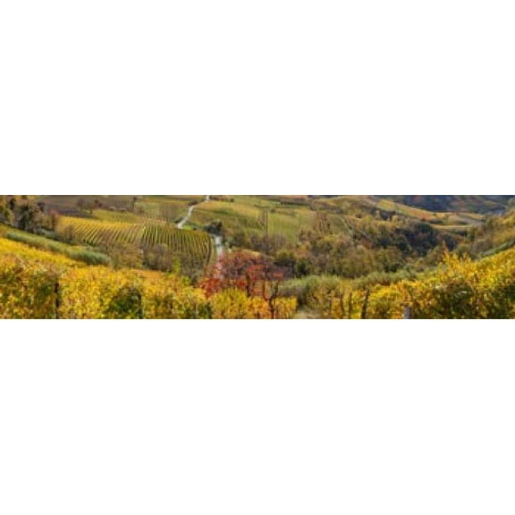 High angle view of vineyards, Alba, Langhe, Cuneo Province, Piedmont, Italy Poster Print (20 x 5)