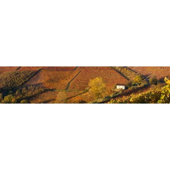 High angle view of vineyards, Alba, Langhe, Cuneo Province, Piedmont, Italy Poster Print (44 x 10)