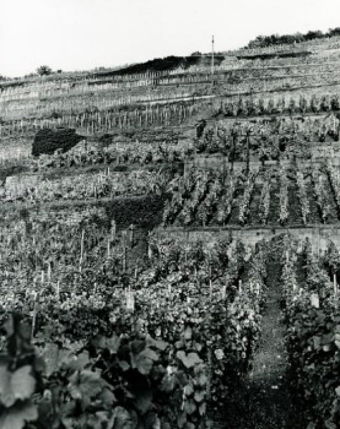 High angle view of vineyards Alsace France Canvas Art - (18 x 24)