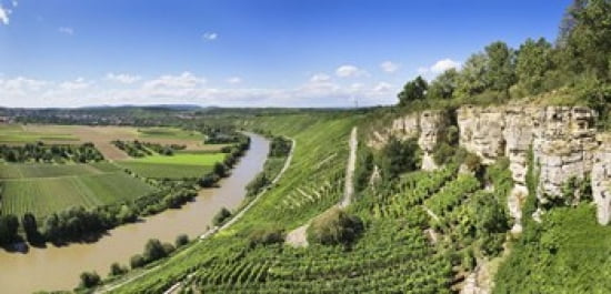High angle view of vineyards Neckar River Hessigheim Baden-Wurttemberg Germany Canvas Art - Panoramic Images (24 x 12)