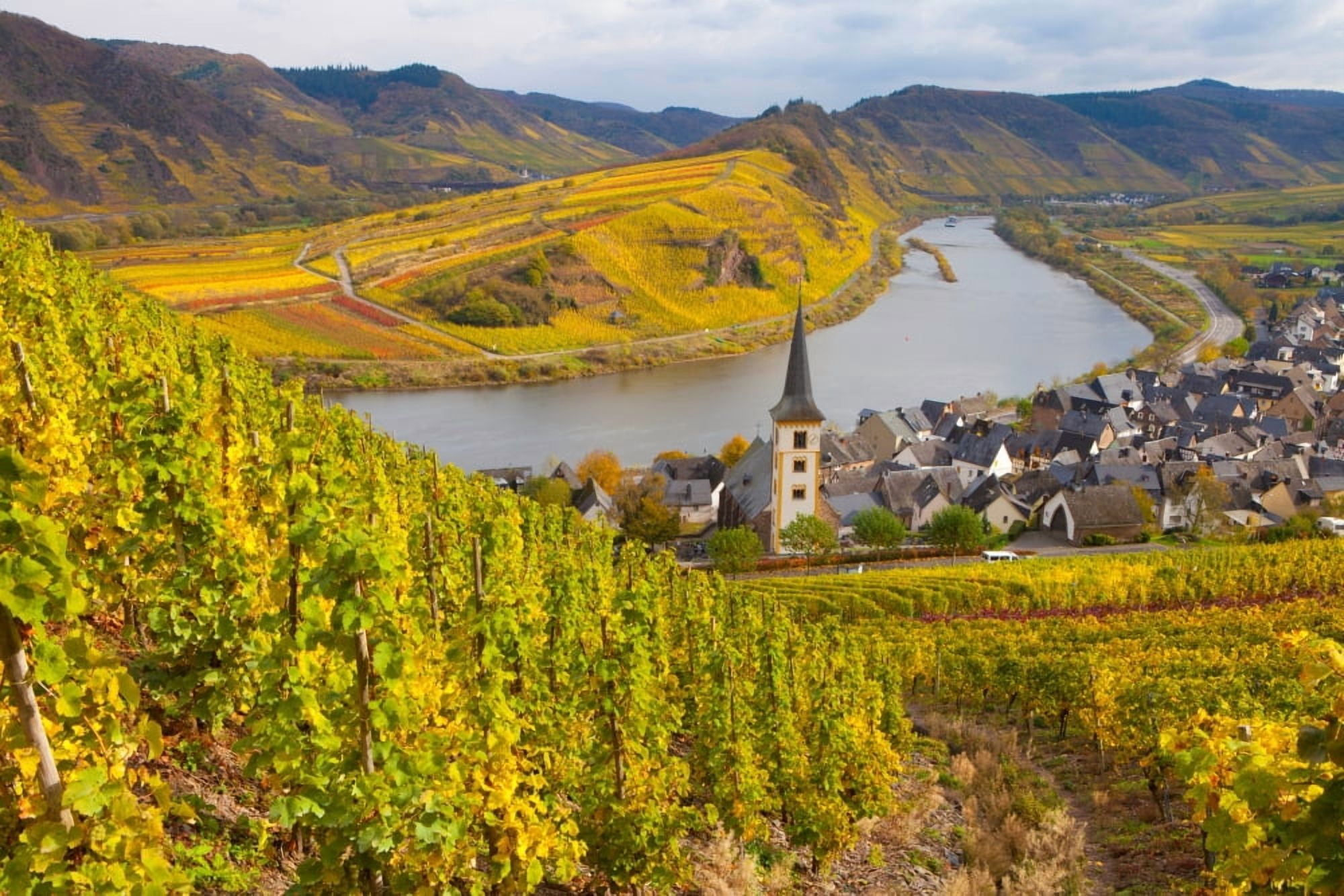 High angle view of vineyards with town along the river Bremm Mosel River Calmont Rhineland-Palatinate Germany Canvas Art - Panoramic Images (36 x 12)