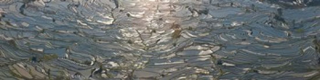 High angle view of water filled rice paddy Yuanyang County Honghe Prefecture Yunnan Province China Canvas Art - Panoramic Images (20 x 5)