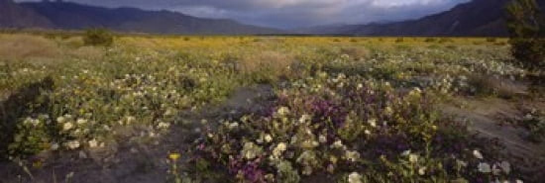 High angle view of wildflowers in a landscape Anza-Borrego Desert State Park California USA Canvas Art - Panoramic Images (18 x 6)