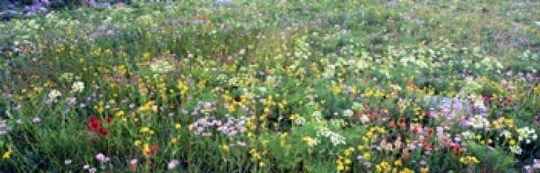 High angle view of wildflowers in a national park Grand Teton National Park Wyoming USA Canvas Art - Panoramic Images (18 x 6)