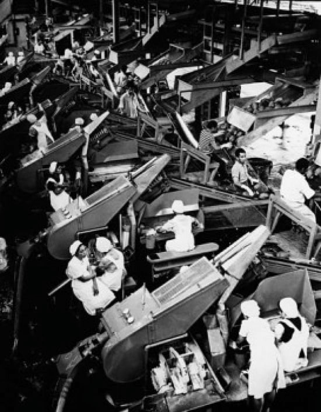 High angle view of workers working in a pineapple processing plant Honolulu Oahu Hawaii USA Canvas Art - (18 x 24)