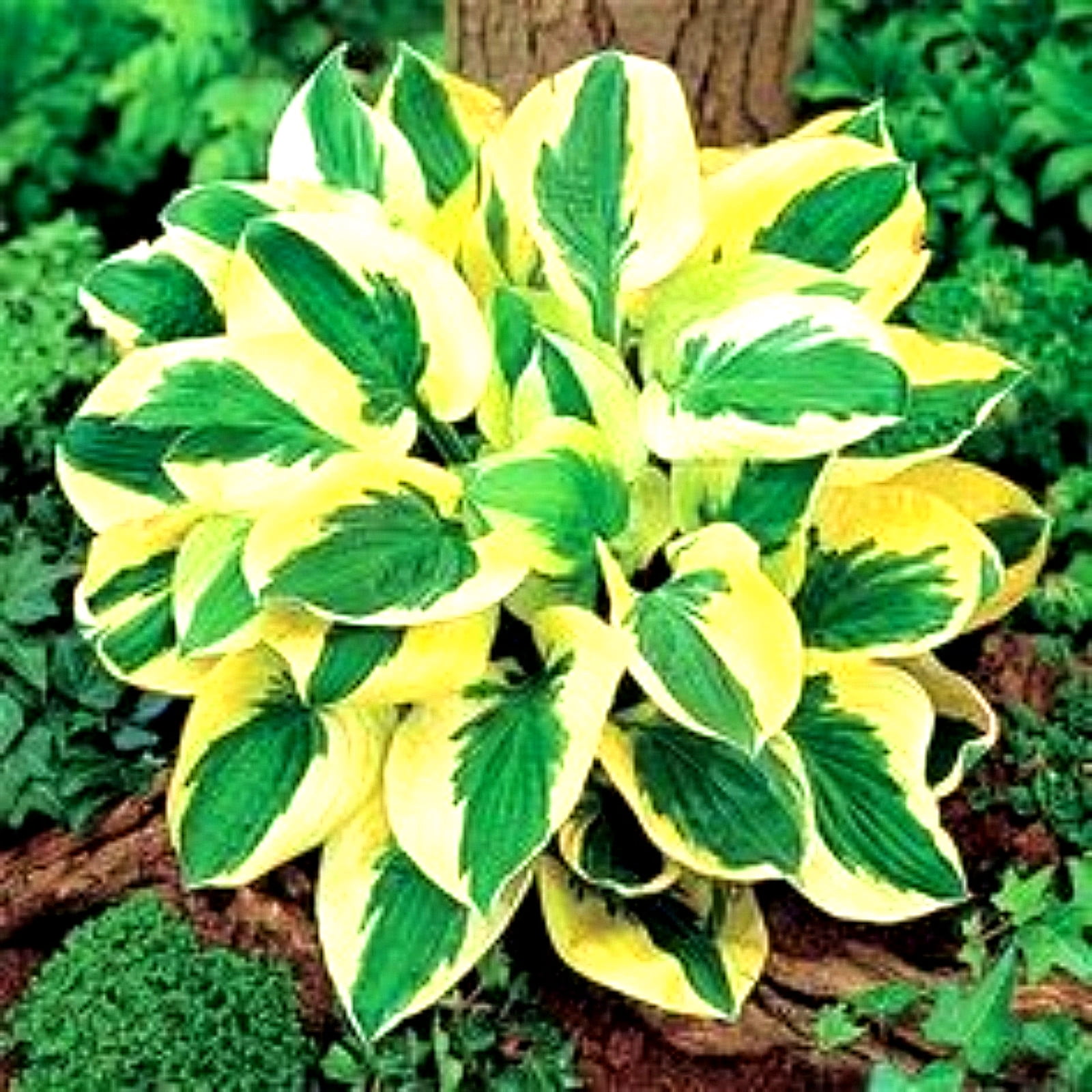 High-quality hosta plants, easy to grow, create a green garden ...