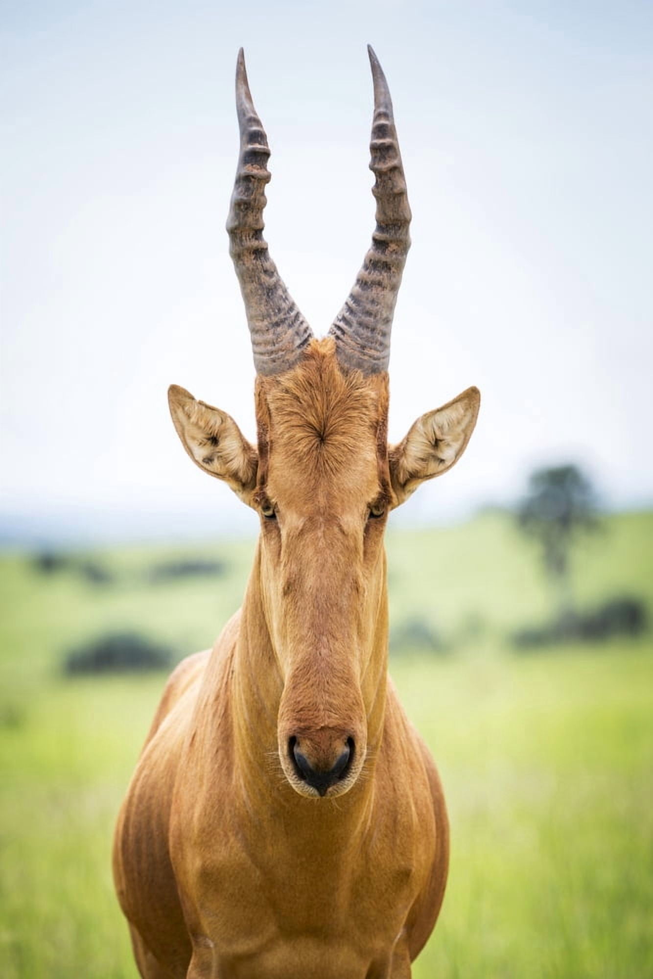 High shouldered and a somewhat awkward looking antelope with a long pointed head Murchison Falls National Park Uganda Canvas Art - Reynold Mainse Design Pics (12 x 19)