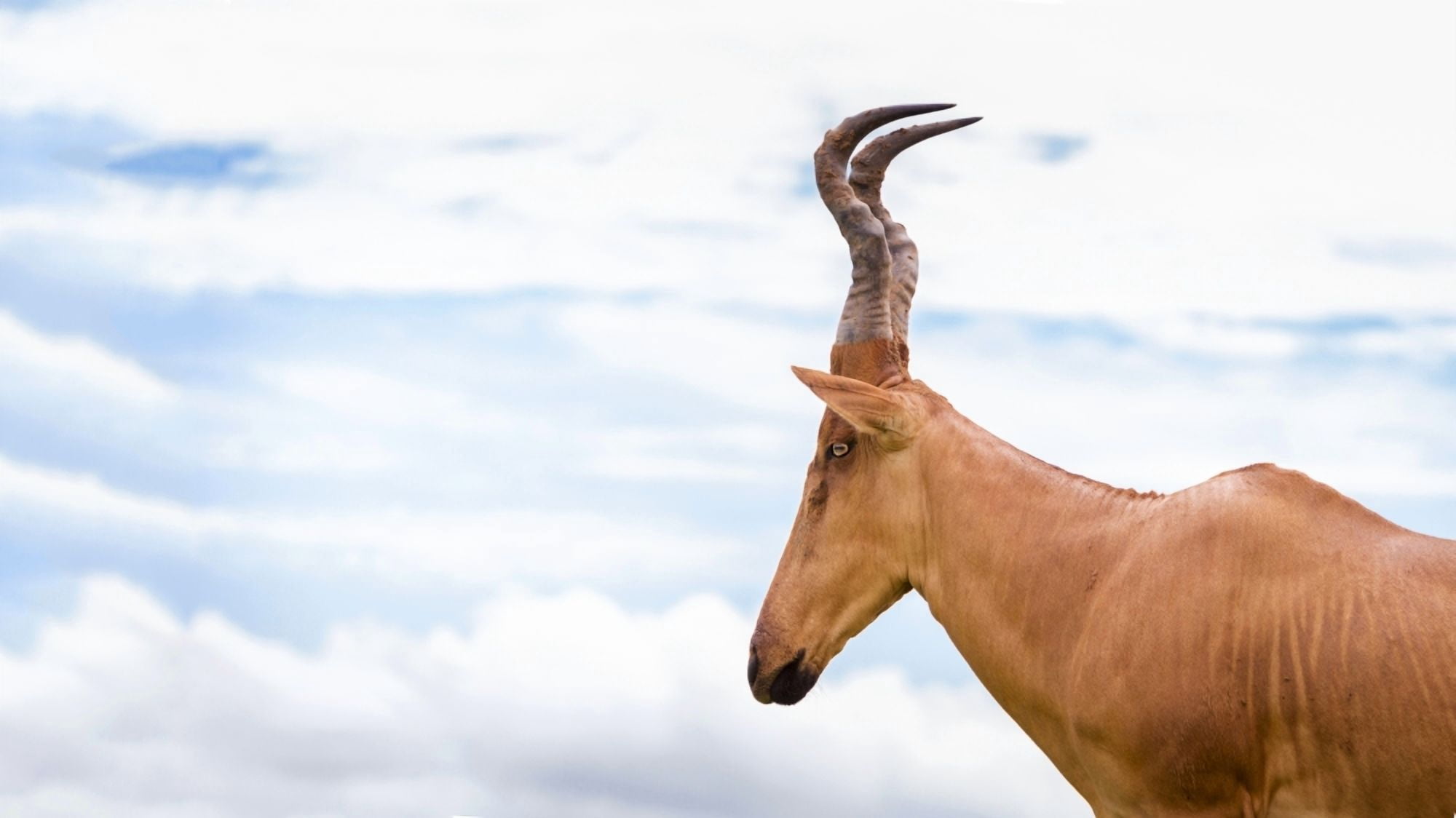 High shouldered and a somewhat awkward looking antelope with a long pointed head Murchison Falls National Park Uganda Canvas Art - Reynold Mainse Design Pics (20 x 11)
