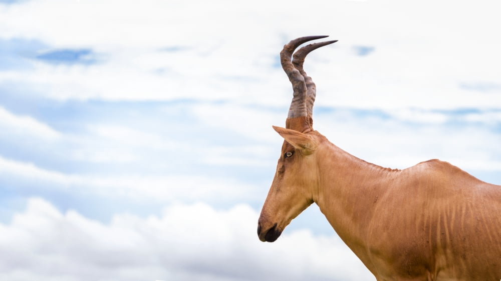 High shouldered and a somewhat awkward looking antelope with a long pointed head Murchison Falls National Park Uganda Canvas Art - Reynold Mainse Design Pics (40 x 22)