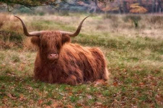 Highland Bull Canvas Art - Cora Niele (12 x 18)