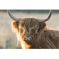 thumbnail image 1 of Highland Cattle, Animals Scenic Unframed Photographic Print Wall Art Sold by Art.Com, 1 of 4