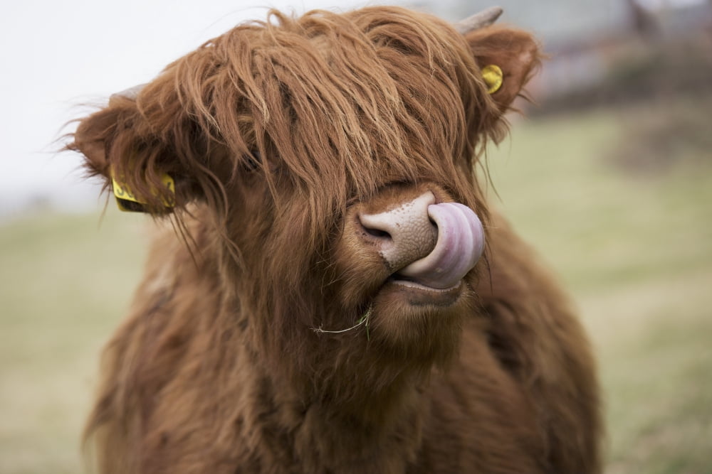 Highland Cattle Licking Its Lips Scottish Borders Scotland Canvas Art - John Short Design Pics (19 x 12)