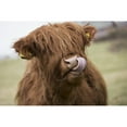 thumbnail image 1 of Highland Cattle Licking Its Lips; Scottish Borders  Scotland Poster Print, 1 of 2