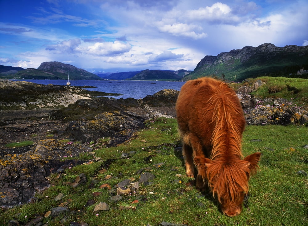 Highland Cattle Scotland Canvas Art - The Irish Image Collection Design Pics (17 x 13)