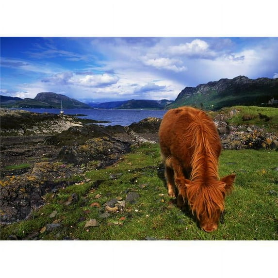 Highland Cattle Scotland Poster Print by The Irish Image Collection, 34 x 26 - Large
