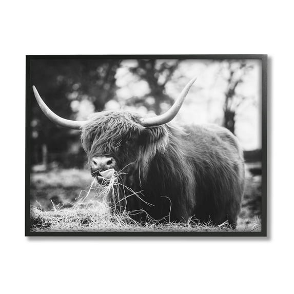 Highland Cattle Tongue Lick Grass Animals & Insects Photograph Black Framed Art Print Wall Art
